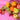 Brisbane same day fruit basket delivery with premium seasonal fruits