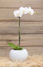 Orchid Plant Gifts