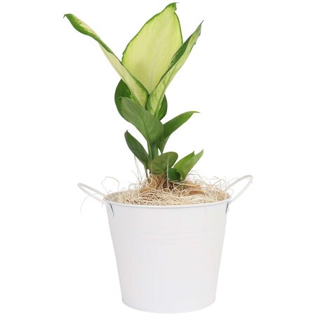 Indoor Plant in White