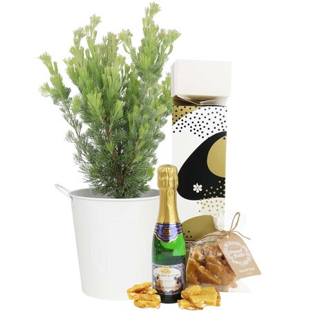Festive Woolybush with French Sparkling