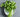 The Do's and Dont's of Growing Coriander