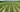 Crop Rotation