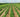 Crop Rotation